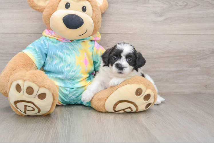 Teddy Bear Puppy for Adoption