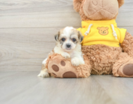 8 week old Teddy Bear Puppy For Sale - Windy City Pups