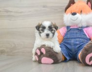 6 week old Teddy Bear Puppy For Sale - Windy City Pups