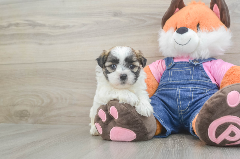 6 week old Teddy Bear Puppy For Sale - Windy City Pups