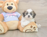 6 week old Teddy Bear Puppy For Sale - Windy City Pups