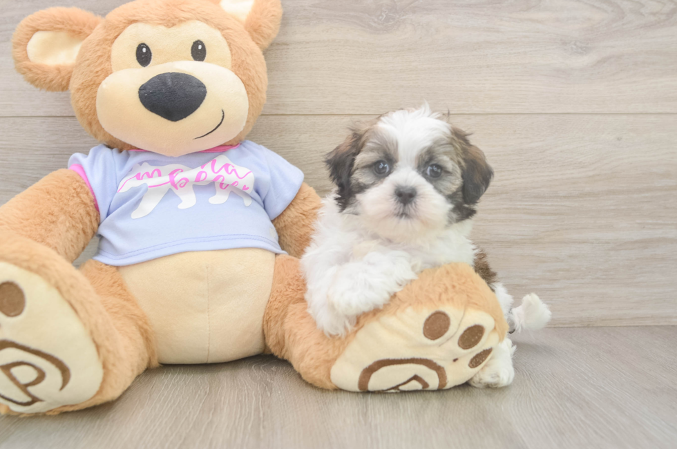 6 week old Teddy Bear Puppy For Sale - Windy City Pups