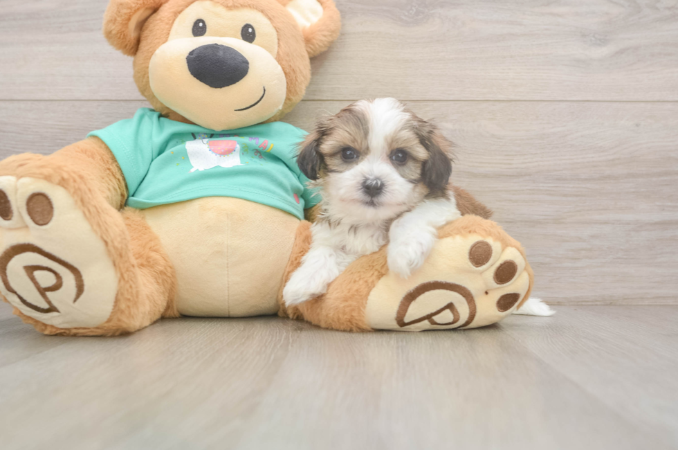7 week old Teddy Bear Puppy For Sale - Windy City Pups