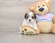 6 week old Teddy Bear Puppy For Sale - Windy City Pups