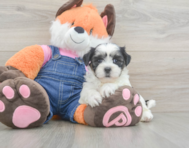 7 week old Teddy Bear Puppy For Sale - Windy City Pups