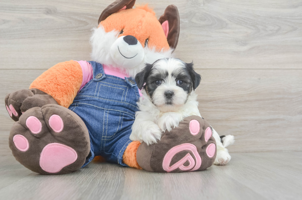 6 week old Teddy Bear Puppy For Sale - Windy City Pups