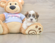 8 week old Teddy Bear Puppy For Sale - Windy City Pups