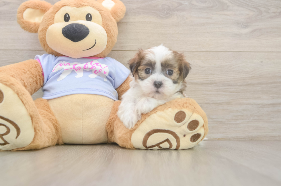 6 week old Teddy Bear Puppy For Sale - Windy City Pups