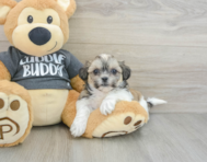 7 week old Teddy Bear Puppy For Sale - Windy City Pups