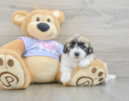 8 week old Teddy Bear Puppy For Sale - Windy City Pups
