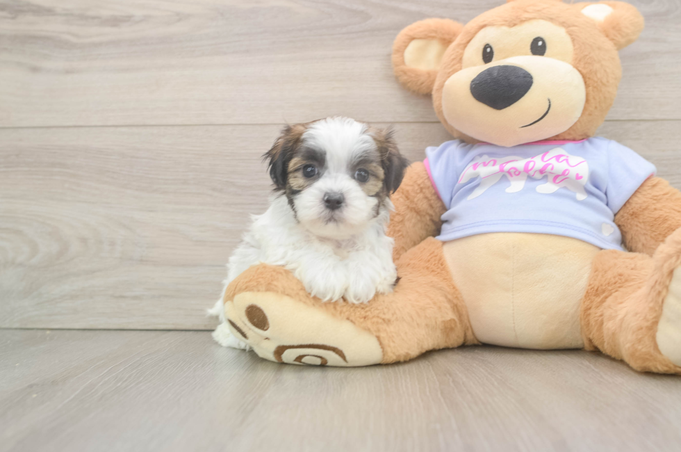 6 week old Teddy Bear Puppy For Sale - Windy City Pups
