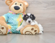 6 week old Teddy Bear Puppy For Sale - Windy City Pups