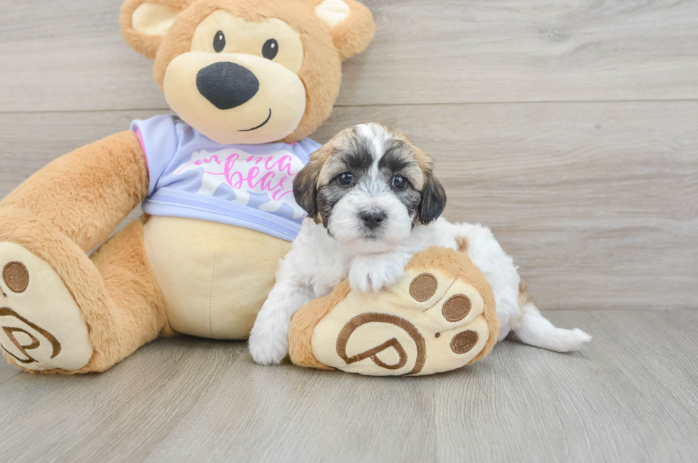 6 week old Teddy Bear Puppy For Sale - Windy City Pups