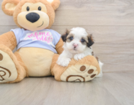 6 week old Teddy Bear Puppy For Sale - Windy City Pups