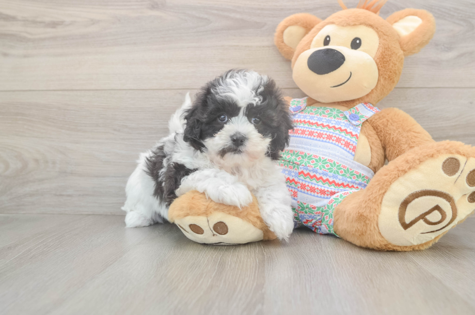 6 week old Teddy Bear Puppy For Sale - Windy City Pups
