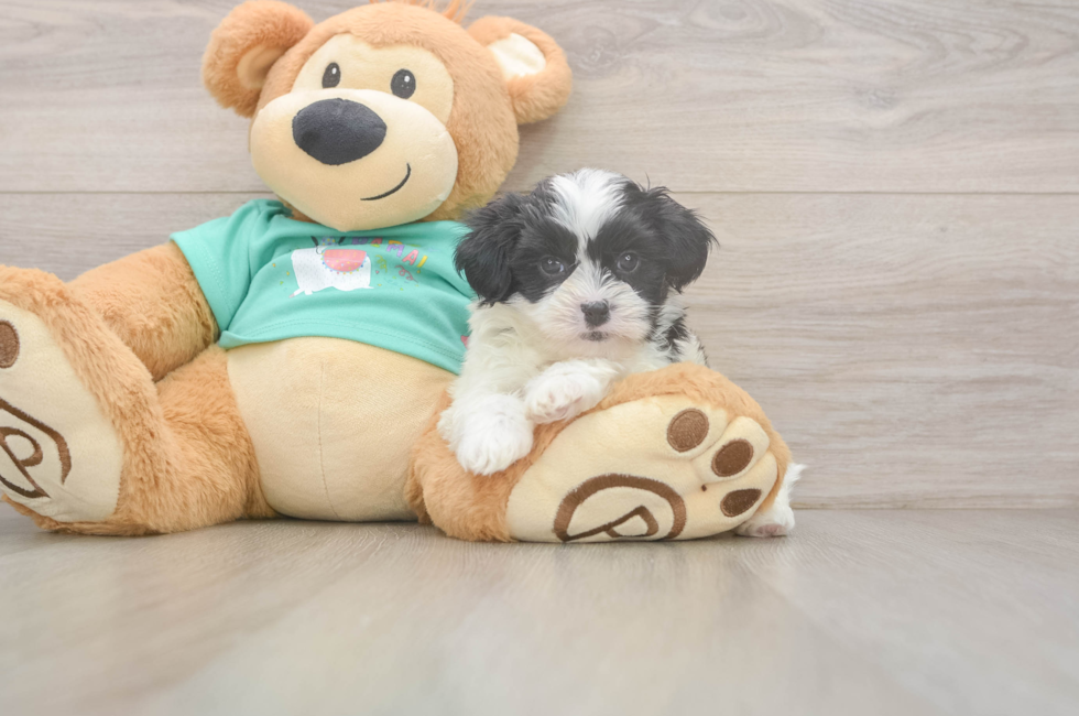 7 week old Teddy Bear Puppy For Sale - Windy City Pups