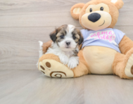 6 week old Teddy Bear Puppy For Sale - Windy City Pups