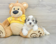 7 week old Teddy Bear Puppy For Sale - Windy City Pups