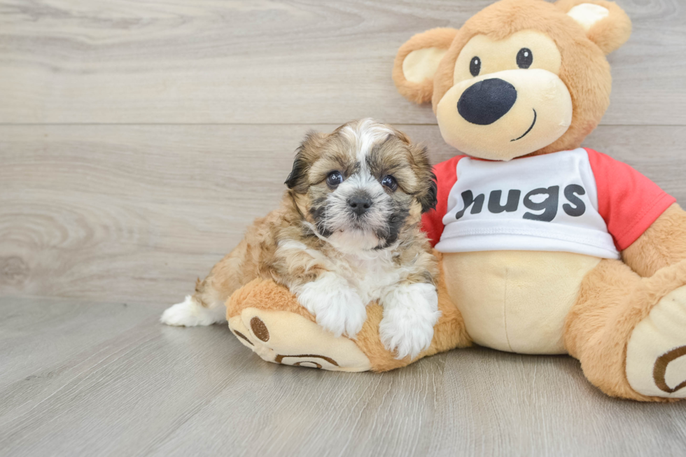 Teddy Bear Pup Being Cute