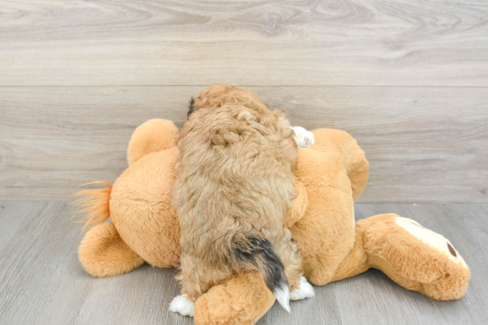 Teddy Bear Puppy for Adoption