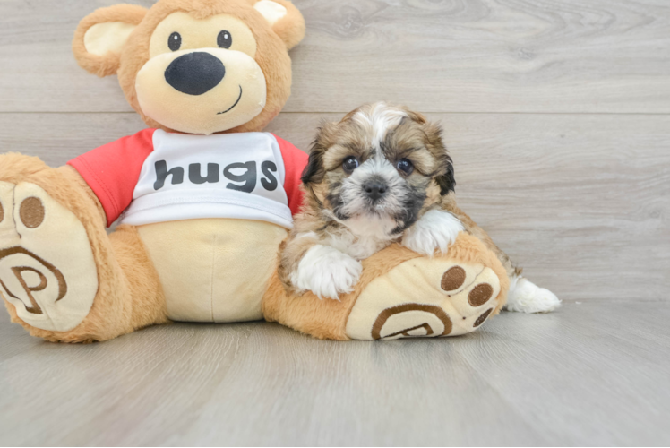 Teddy Bear Puppy for Adoption