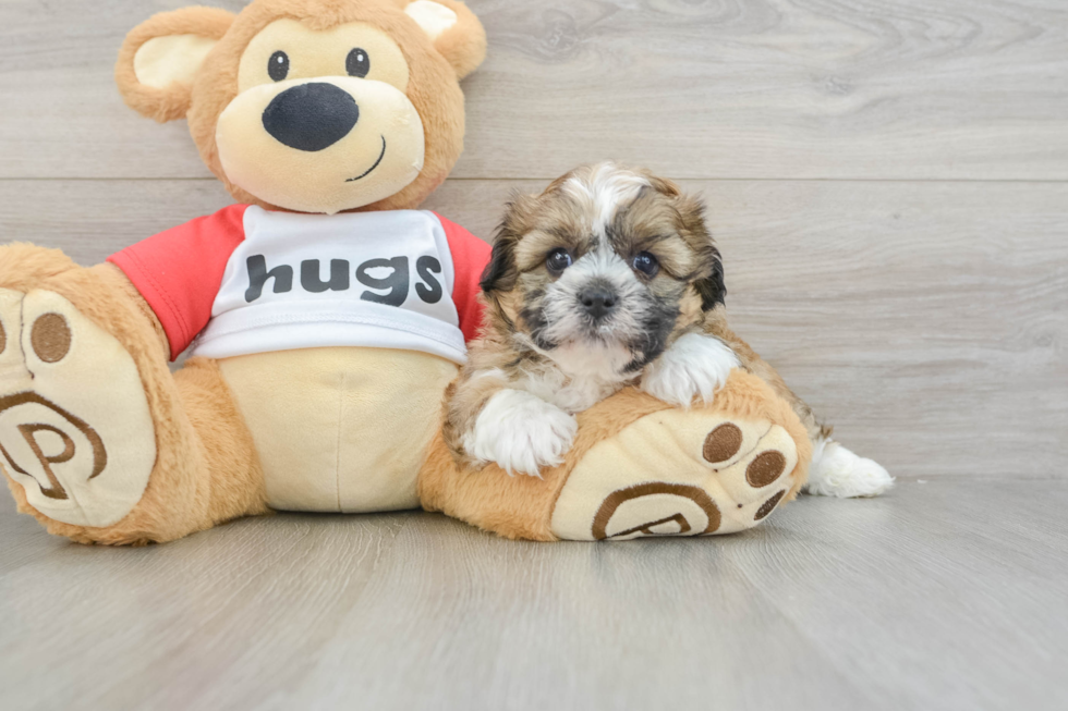 Teddy Bear Puppy for Adoption