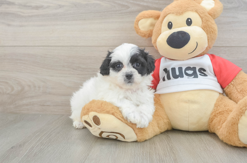 5 week old Teddy Bear Puppy For Sale - Windy City Pups