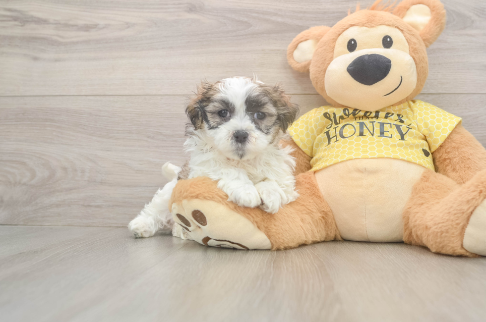5 week old Teddy Bear Puppy For Sale - Windy City Pups