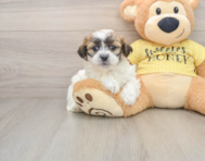 6 week old Teddy Bear Puppy For Sale - Windy City Pups