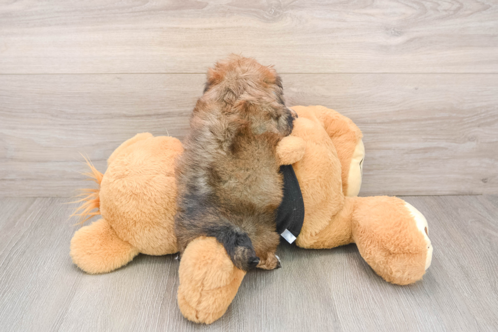 Petite Teddy Bear Designer Pup