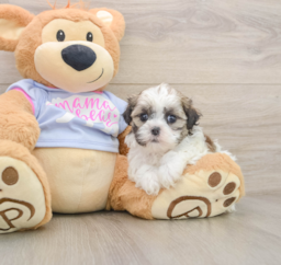 6 week old Teddy Bear Puppy For Sale - Windy City Pups