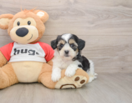 8 week old Teddy Bear Puppy For Sale - Windy City Pups