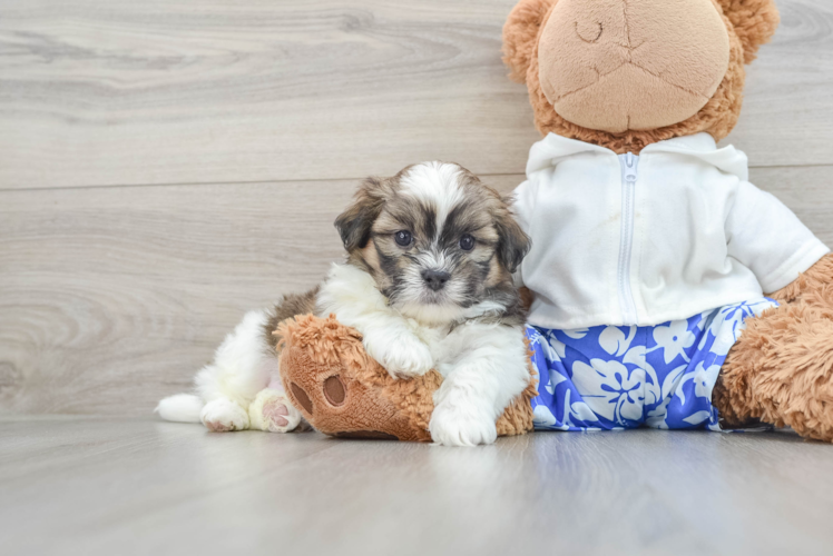 Popular Teddy Bear Designer Pup