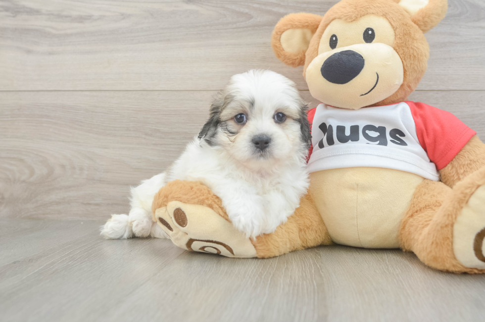 5 week old Teddy Bear Puppy For Sale - Windy City Pups