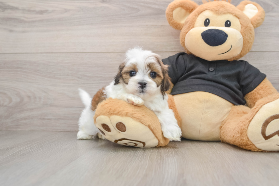 Teddy Bear Puppy for Adoption