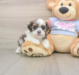 6 week old Teddy Bear Puppy For Sale - Windy City Pups