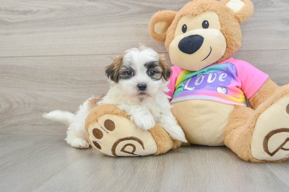 6 week old Teddy Bear Puppy For Sale - Windy City Pups