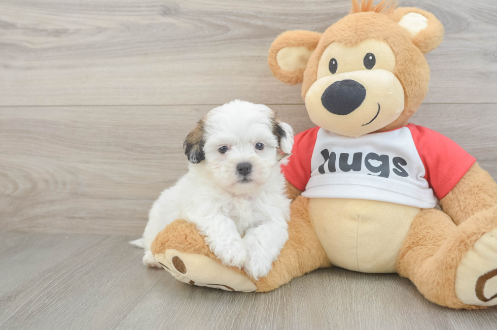 5 week old Teddy Bear Puppy For Sale - Windy City Pups