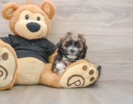 6 week old Teddy Bear Puppy For Sale - Windy City Pups