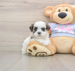 6 week old Teddy Bear Puppy For Sale - Windy City Pups