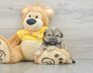 7 week old Teddy Bear Puppy For Sale - Windy City Pups