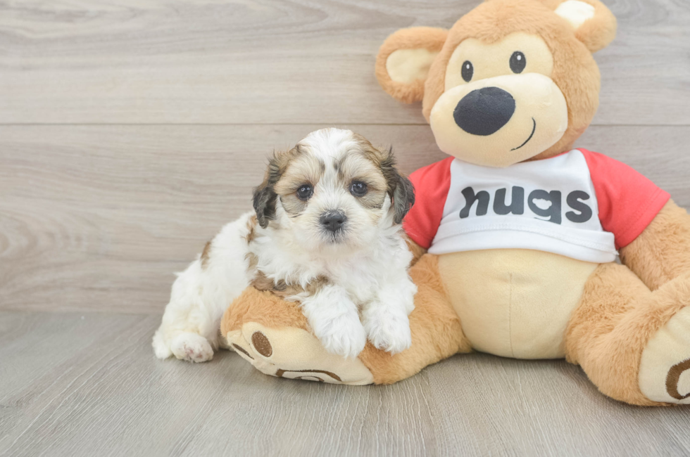 5 week old Teddy Bear Puppy For Sale - Windy City Pups