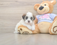 6 week old Teddy Bear Puppy For Sale - Windy City Pups