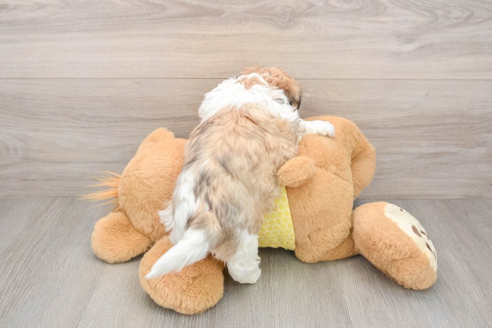 Teddy Bear Puppy for Adoption