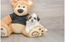 Best Teddy Bear Baby