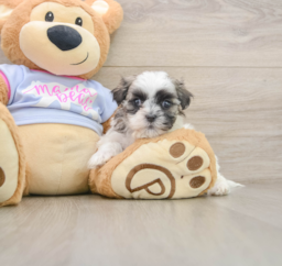 6 week old Teddy Bear Puppy For Sale - Windy City Pups