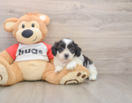 8 week old Teddy Bear Puppy For Sale - Windy City Pups