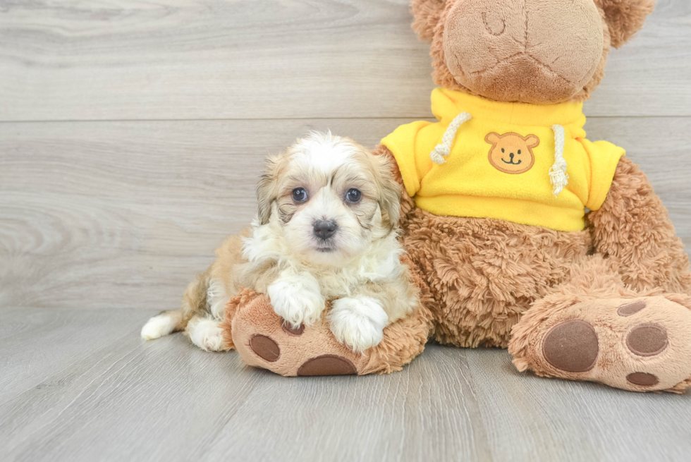 Teddy Bear Pup Being Cute