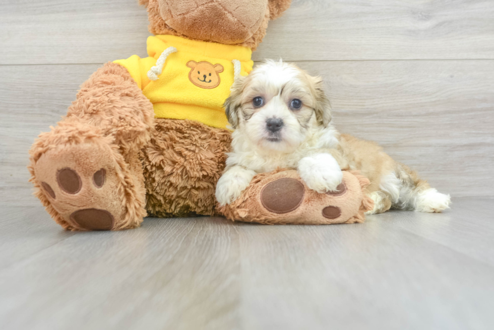 Teddy Bear Puppy for Adoption