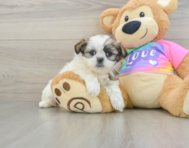 8 week old Teddy Bear Puppy For Sale - Windy City Pups